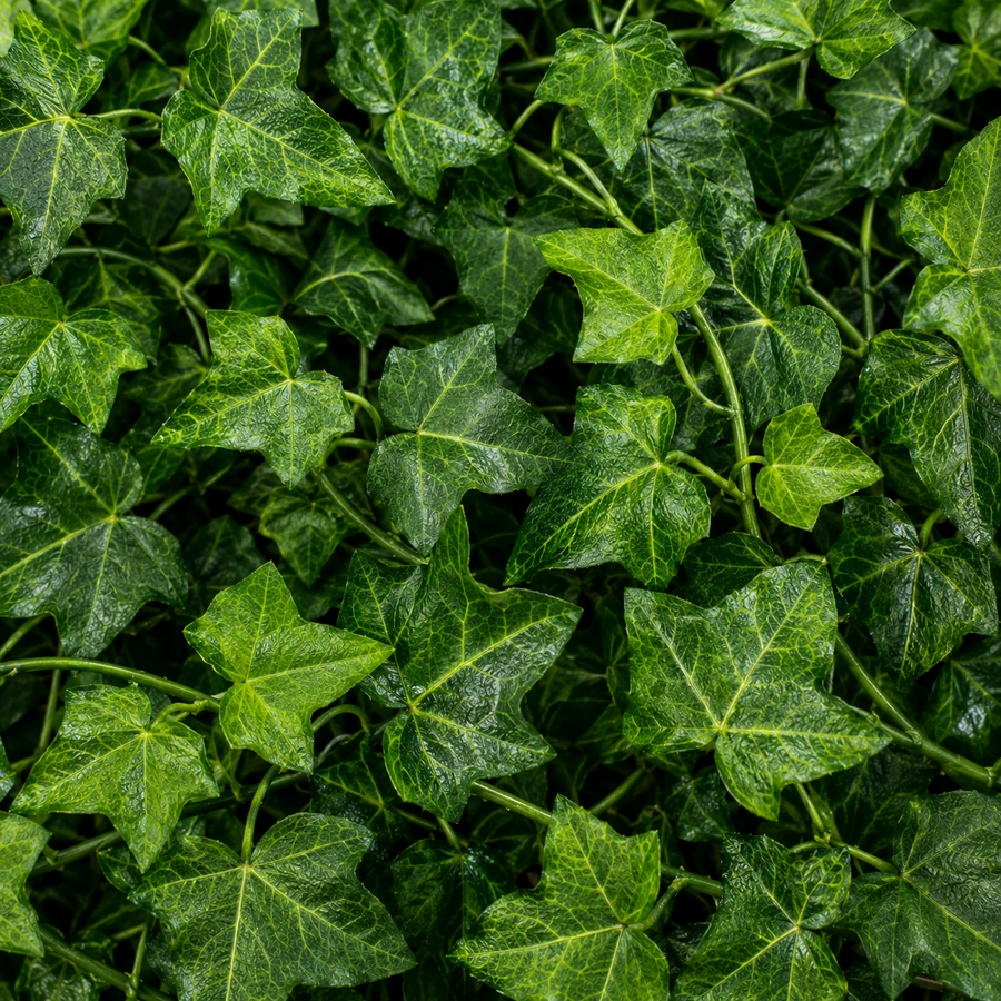 Ghirlandă Artificială din Iederă, 12 Ramuri x 72 Frunze, Verde