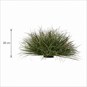 Tufă Artificială de Iarbă, 28 cm, Iarbă Tip Ceapă Curbată, Densitate Redusă, Plastic, Verde Închis