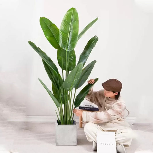 A paradicsom (Strelitzia Nicolai) mesterséges növényi áthaladása, 16 levél, nincs edény, 180 cm -es zöld