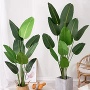 A paradicsom (Strelitzia Nicolai) mesterséges növényi áthaladása, 11 levél, nincs edény, 160 cm -es zöld