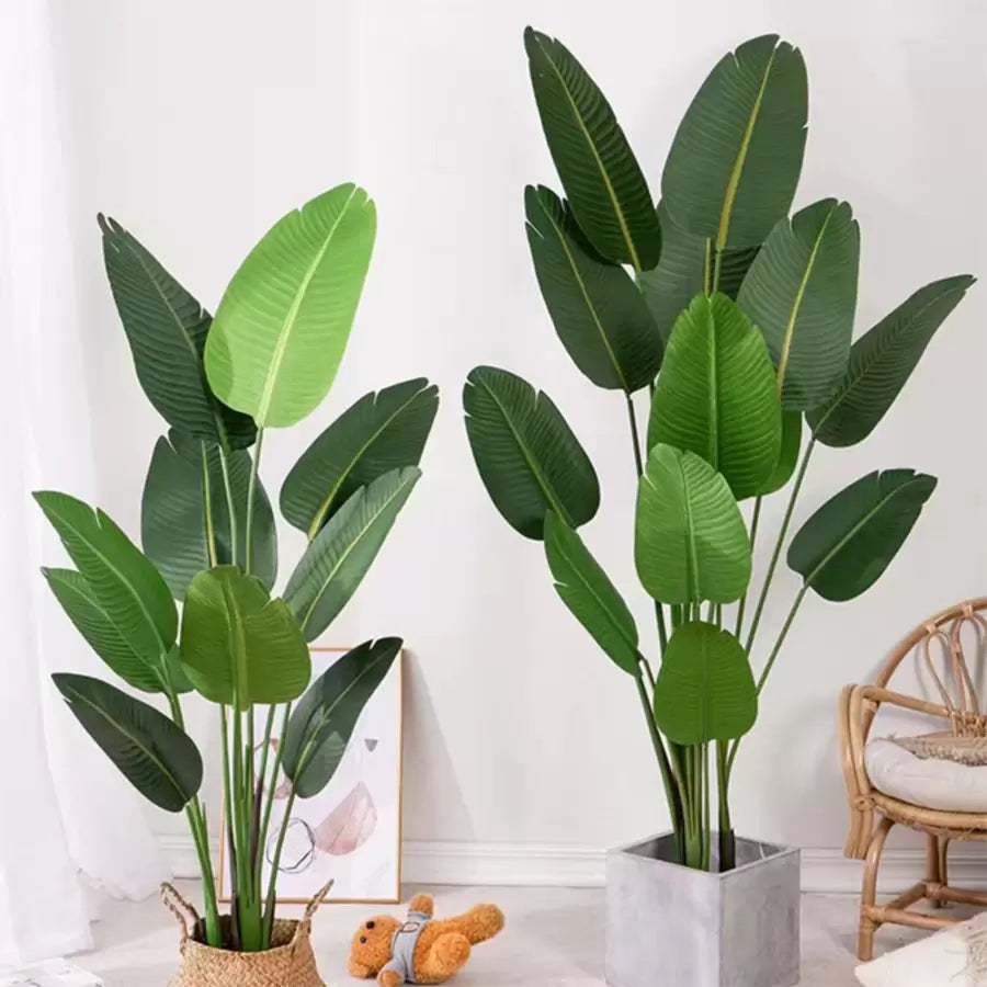A paradicsom (Strelitzia Nicolai) mesterséges növényi áthaladása, 11 levél, nincs edény, 160 cm -es zöld