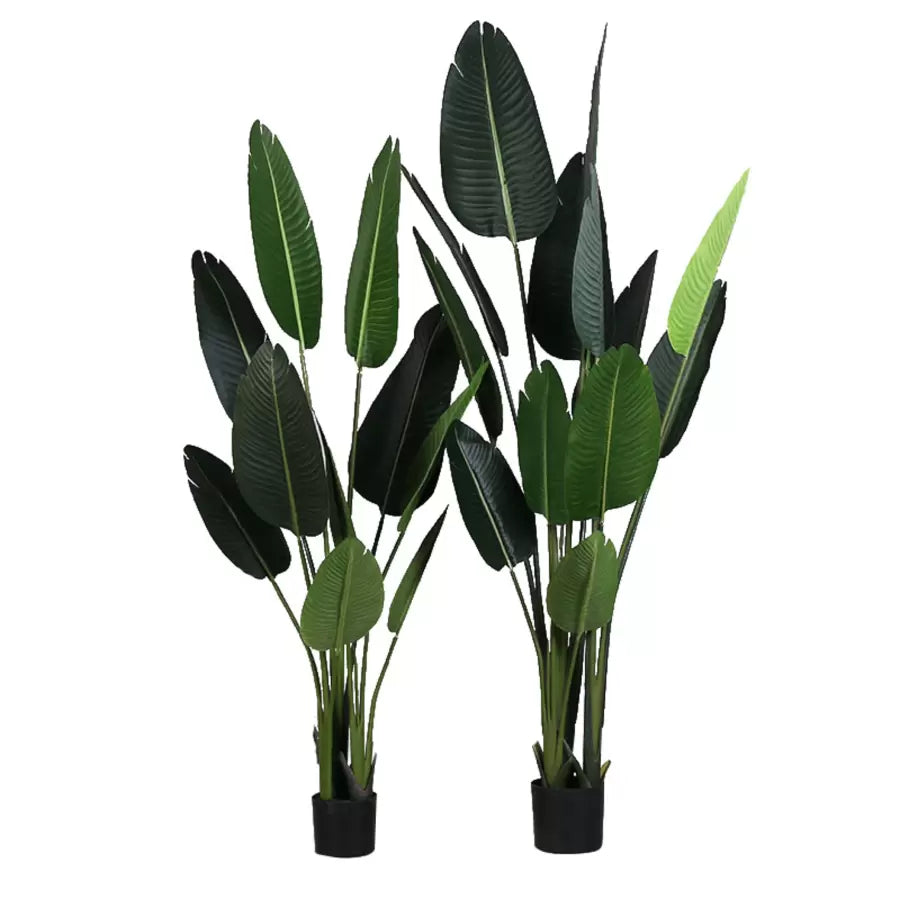 A paradicsom (Strelitzia Nicolai) mesterséges növényi áthaladása, 11 levél, nincs edény, 160 cm -es zöld