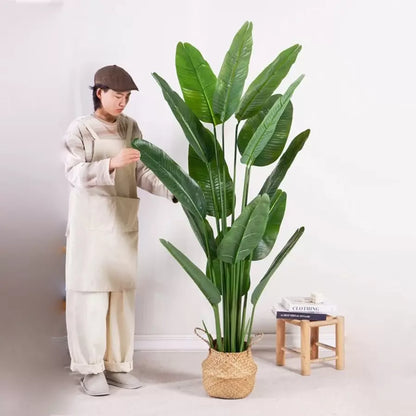 A paradicsom (Strelitzia Nicolai) mesterséges növényi áthaladása, 16 levél, nincs edény, 180 cm -es zöld